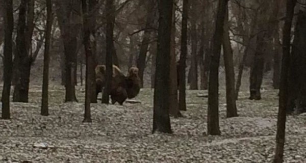 В Запорожье по заснеженному парку разгуливали верблюды