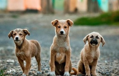 На Днепропетровщине полицейские спасли собаку от живодера