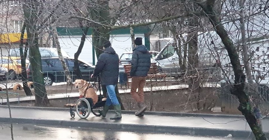 В ответ Брагару: в соцсетях показали хозяев, готовых на все ради своих больных питомцев