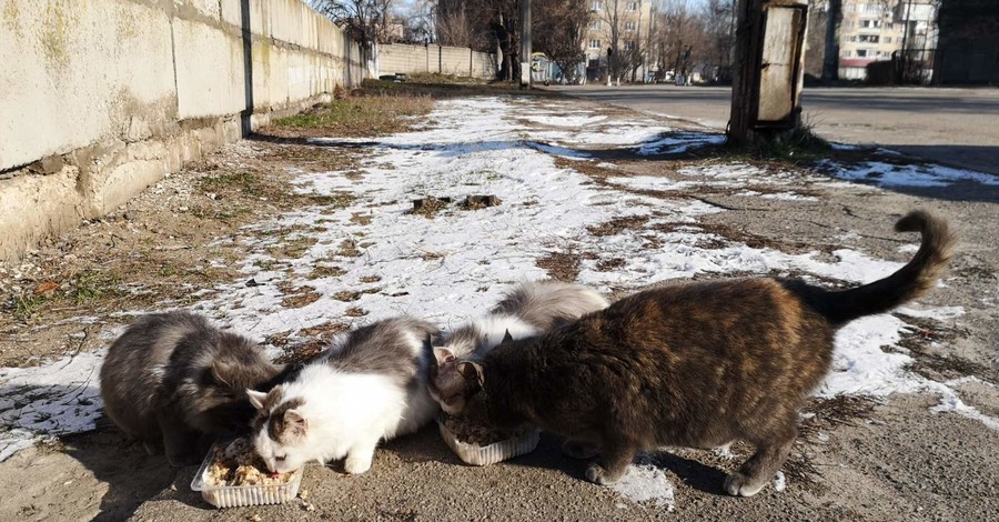 В Запорожье бездомная кошка усыновила котят, потерявших маму