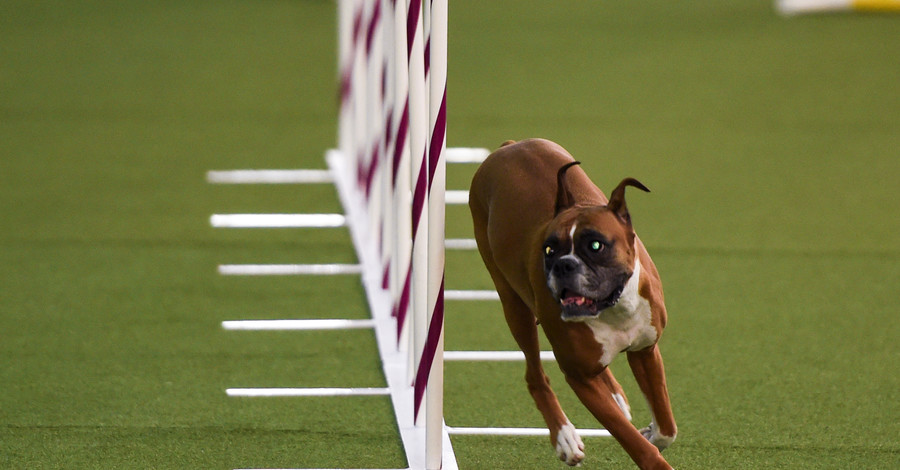 Больше, чем друзья: в США прошла старейшая в мире выставка собак Westminster Kennel Club