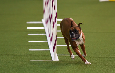 Больше, чем друзья: в США прошла старейшая в мире выставка собак Westminster Kennel Club