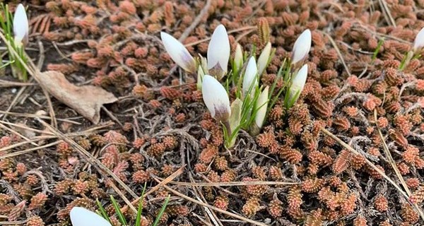 Весна в Украине начнется с морозов