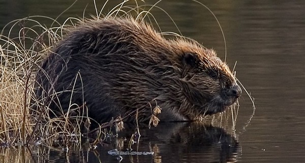 На Львовщине спасатели освободили бобров из 