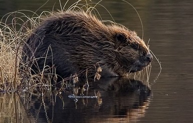 На Львовщине спасатели освободили бобров из 