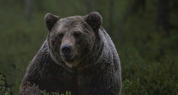 В Китае обсуждают лечение коронавируса медвежьей желчью