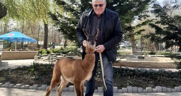 Беби-бум в одесском зоопарке: у лам и камерунских козлов родились очаровательные малыши