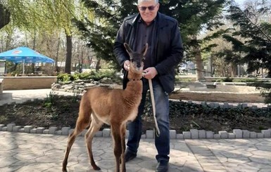 Беби-бум в одесском зоопарке: у лам и камерунских козлов родились очаровательные малыши