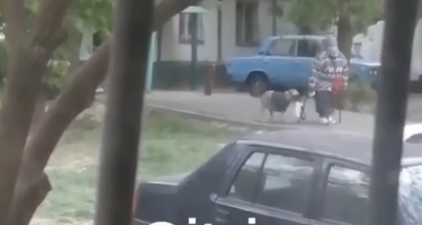 В Запорожье собака помогает своей пожилой хозяйке носить тяжелые сумки 