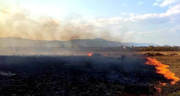 Мужчину, который поджег Долину нарциссов, будут судить