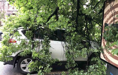 В центре Киева дерево раздавило дорогой внедорожник