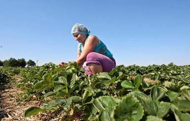 Заробитчане возвращаются в Польшу: деньги закончились, надо работать