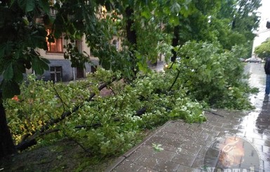 Ливень во Львове: ветром вырвало деревья и затопило супермаркет