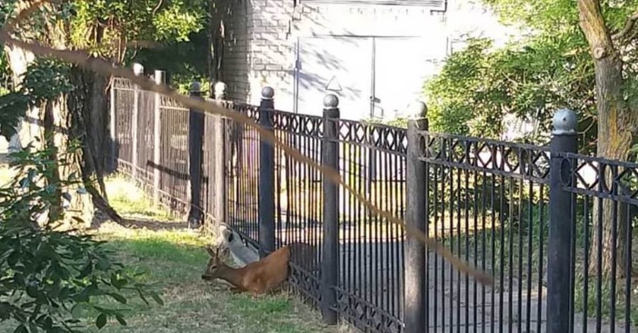 В Новой Каховке спасли олененка, застрявшего в заборе детского садика