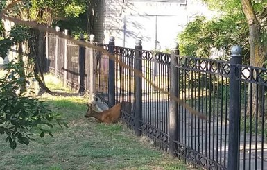 В Новой Каховке спасли олененка, застрявшего в заборе детского садика