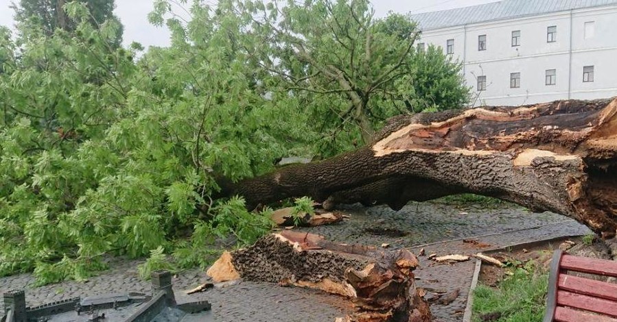 В Луцке непогода свалила легендарный 