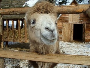 Уникальный луганский зоопарк разваливается на части 