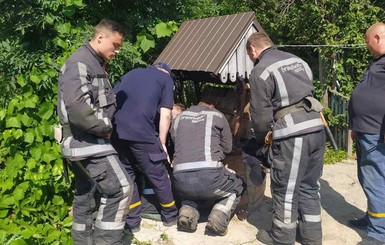 В Белой Церкви спасатели ведром достали котенка из колодца