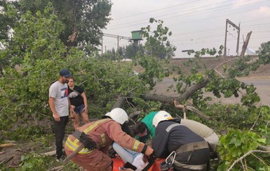 Травма позвоночника и ушиб плеча: под Харьковом женщину едва не убило дерево