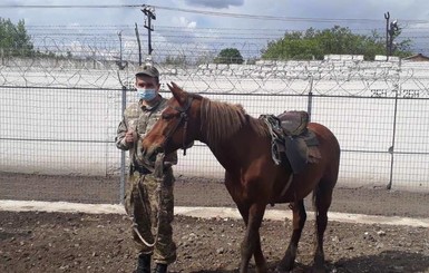 В украинских колониях лошади помогают предотвращать побеги