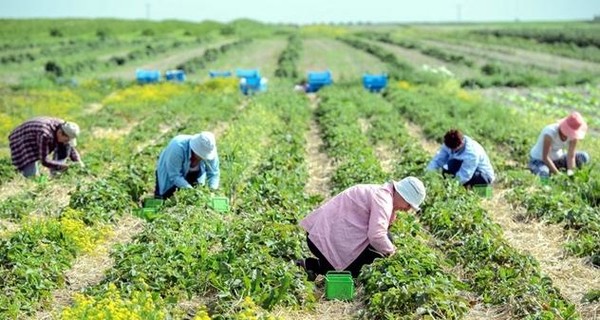 Финляндия закрыла въезд для украинских заробитчан