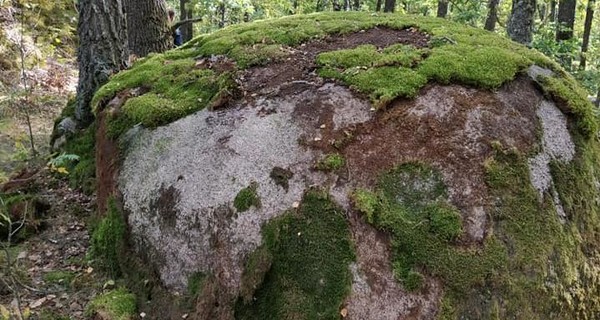 На Житомирщине задержали людей, которые украли мох из леса