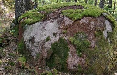 На Житомирщине задержали людей, которые украли мох из леса