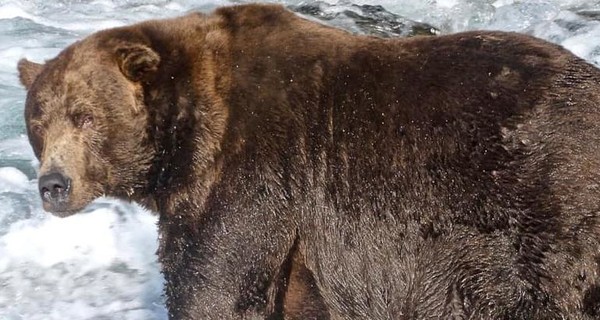 К спячке готов: на Аляске выбрали самого толстого медведя