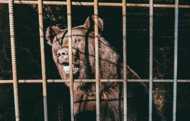 Во Львовской области спасли двух медведей, которым было негде жить