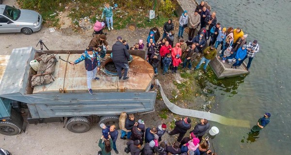 В Днепр выпустили 20 тысяч рыбешек, чтобы спасти реку от опасных водорослей