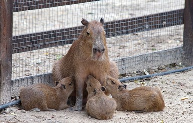 В Харькове у самых крупных грызунов в мире – милое пополнение