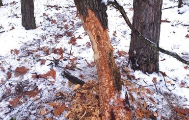 На Харьковщине стартовала бобровая перепись