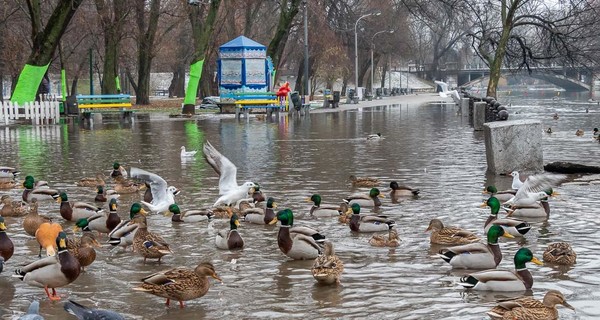 В Днепре утки плавают на тротуаре из-за потопа в парке Глобы