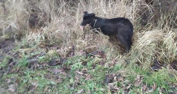 Полиция Львовщины разыскала мужчину, который привязал собаку к машине и тащил по асфальту