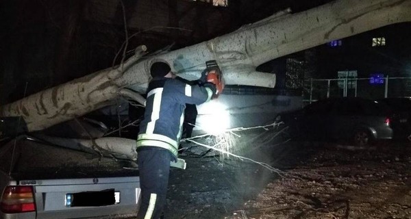 В Запорожье дерево привалило машину с водителем