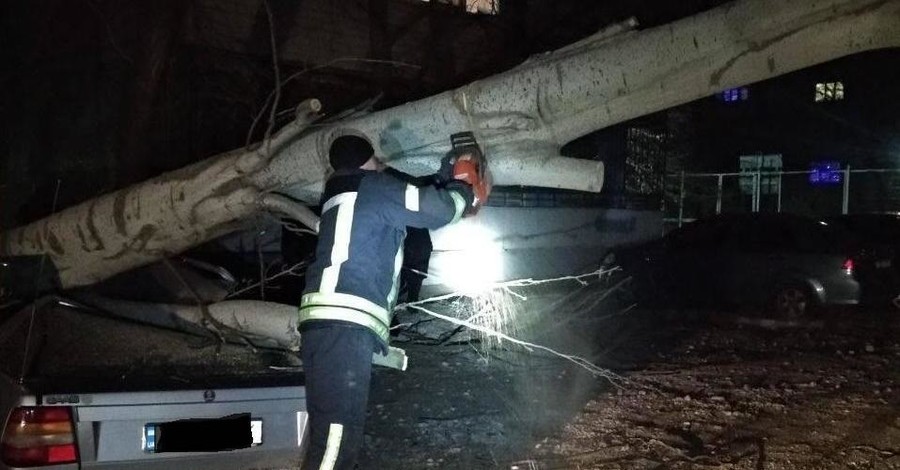 В Запорожье дерево привалило машину с водителем