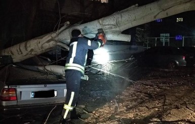 В Запорожье дерево привалило машину с водителем