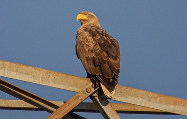 В Чернобыле насчитали 25 орланов-белохвостов