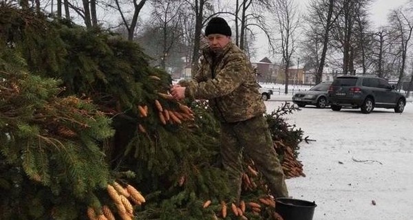 На Сумщине новогодняя елка станет мамой для тысяч новых деревьев