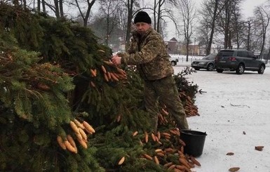 На Сумщине новогодняя елка станет мамой для тысяч новых деревьев