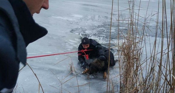 В Днепре спасатели полезли в ледяную воду, чтобы достать пса