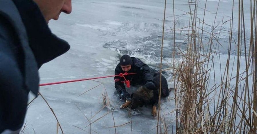 В Днепре спасатели полезли в ледяную воду, чтобы достать пса