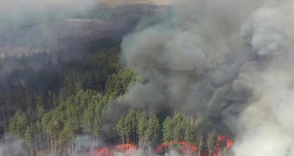 Рада передумала штрафовать за уничтожение лесов