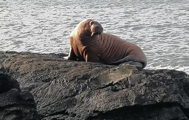 На ирландском острове впервые обнаружили моржа