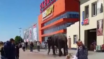 В Черновцах на автомойке помыли слона