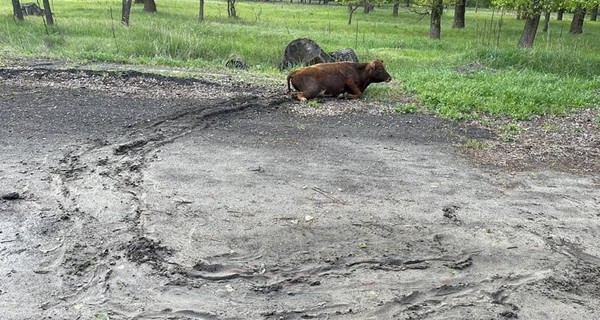 На Луганщине водитель сбил корову