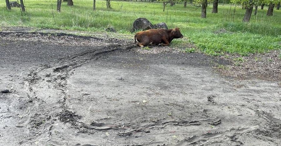 На Луганщине водитель сбил корову