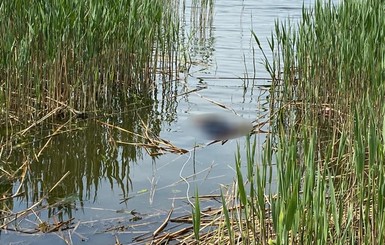 В Николаеве нашли мертвым бизнесмена, которого разыскивали несколько дней