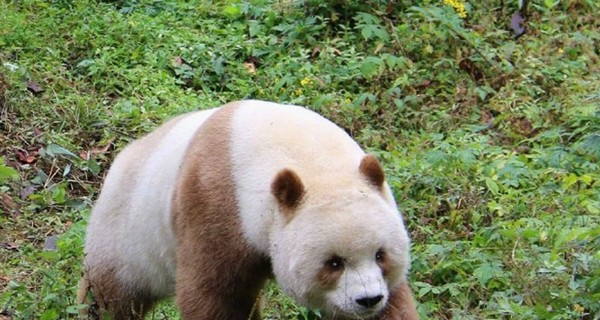 В Шэньси показали единственную в мире коричневую панду, живущую в неволе