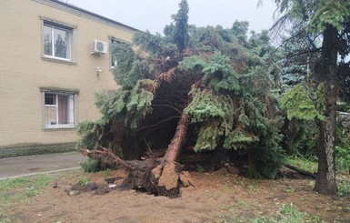 В Украине рухнувшие деревья раздавили двух людей, еще семеро - травмированы